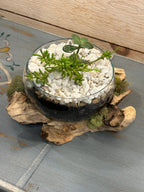 Glass Bowl on Wood Base/Succulent Dish