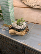 Glass Bowl on Wood Base/Succulent Dish