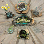 Glass Vase on Natural Wood Base (approx. 9"h)